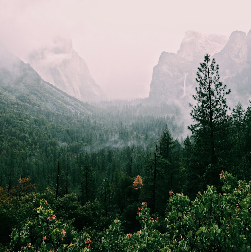 a forest filled with lots of trees and mountains