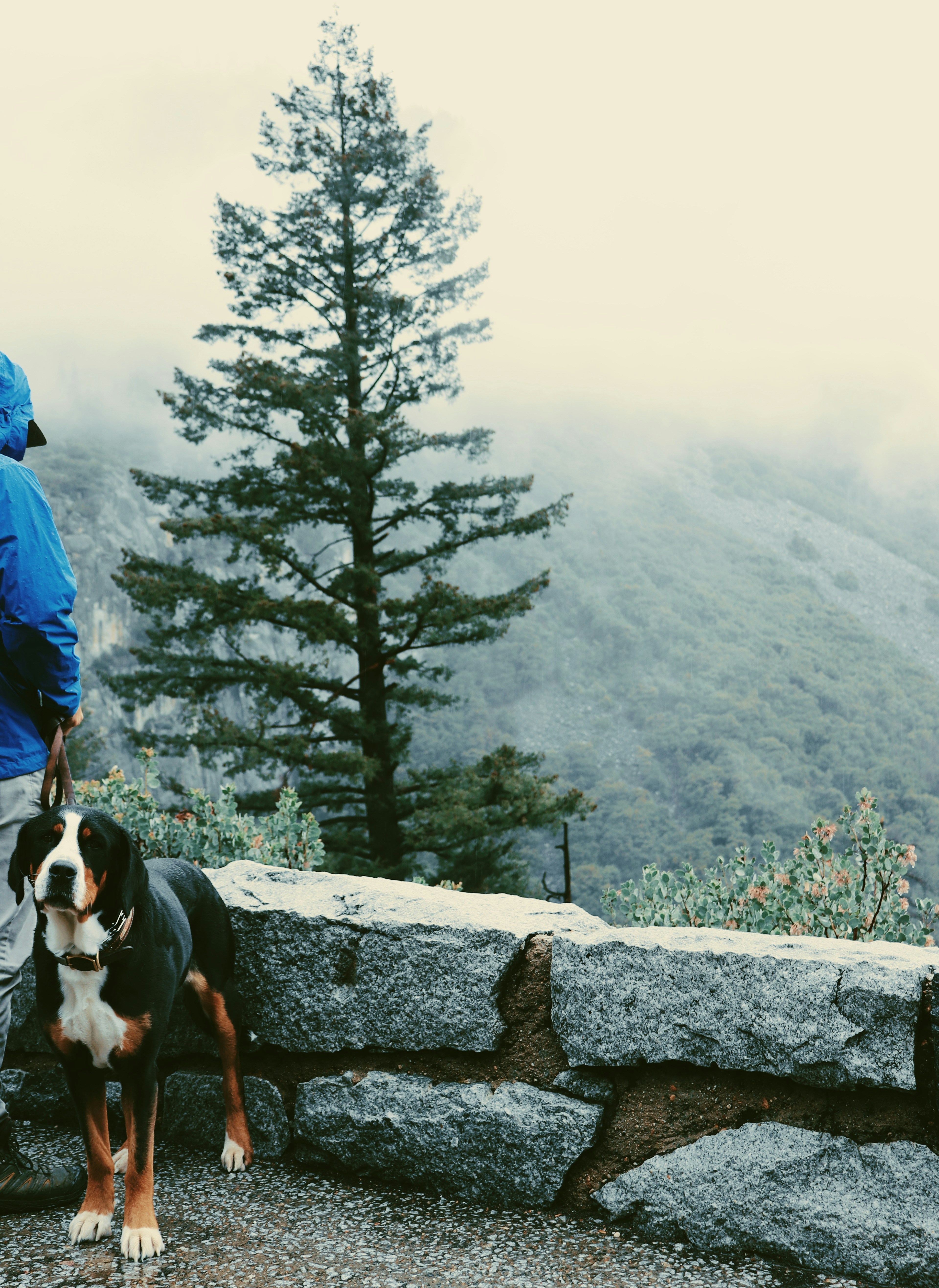 a man standing next to a dog on top of a mountain