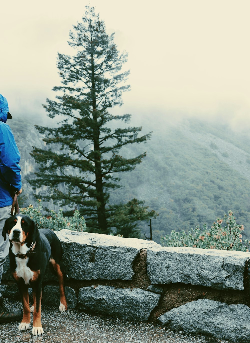 a man standing next to a dog on top of a mountain