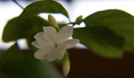 Soft focus image of a single white jasmine flower illuminated by natural daylight.