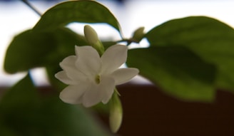 Close-up of delicate jasmine flowers floating atop a steaming cup of green tea, capturing the 'snowfall in a jade pool' effect.
