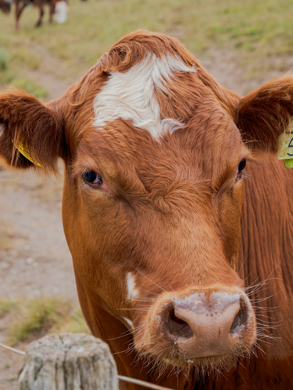 Un primo piano di una mucca marrone con una targhetta sull'orecchio