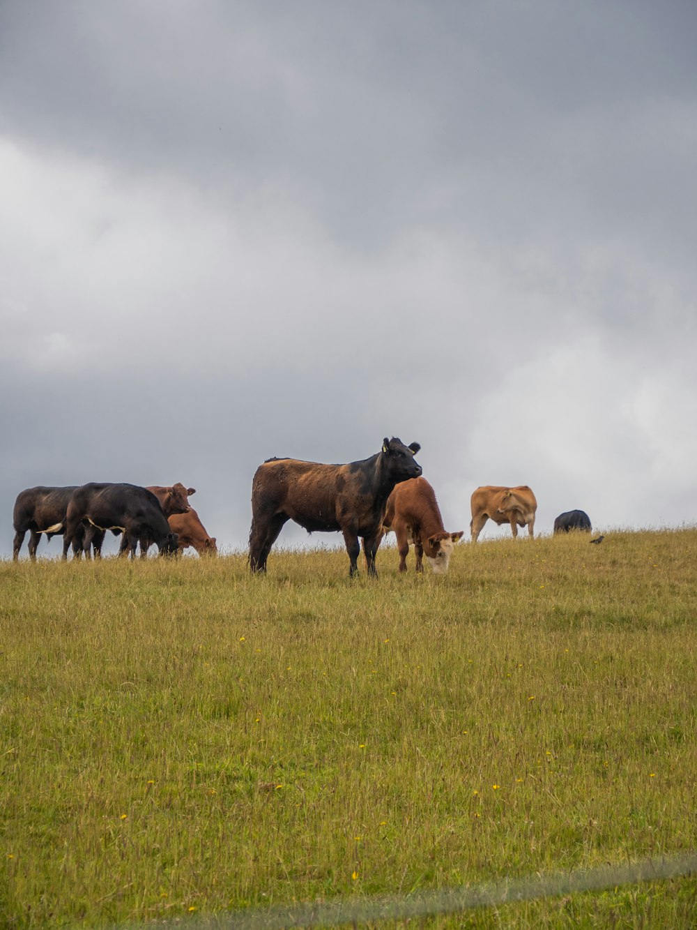 a herd of cattle grazing on a lush green field