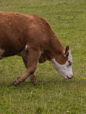 Close-up of a Nelore Pintado cow with distinctive spotted coat patterns grazing peacefully