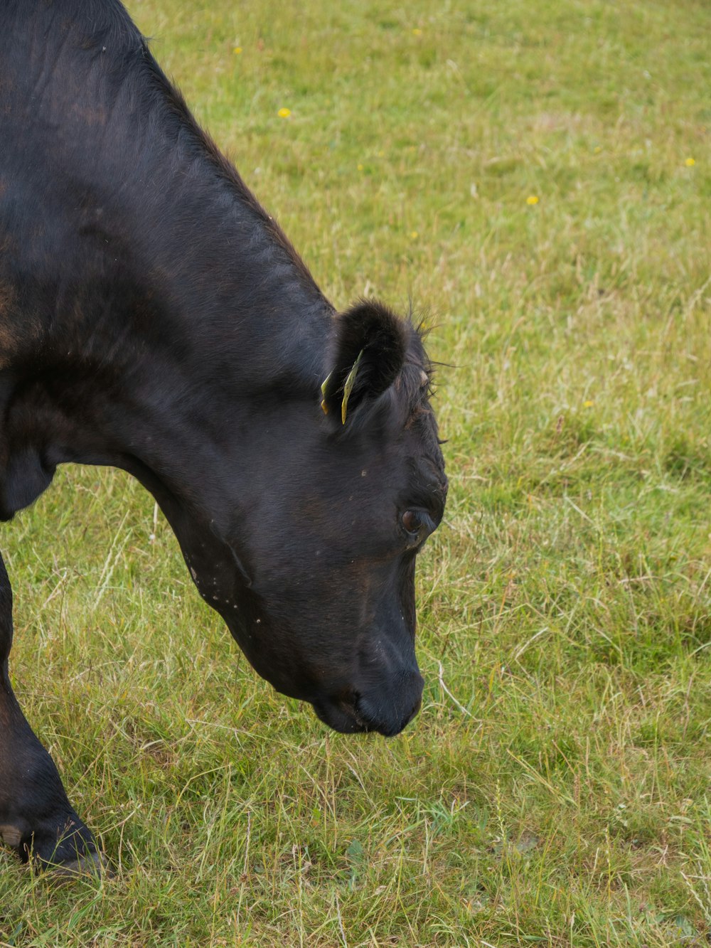 들판의 풀밭에서 풀을 뜯고 있는 검은 소