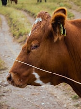 Veterinarian examining a dairy cow in a farm setting.