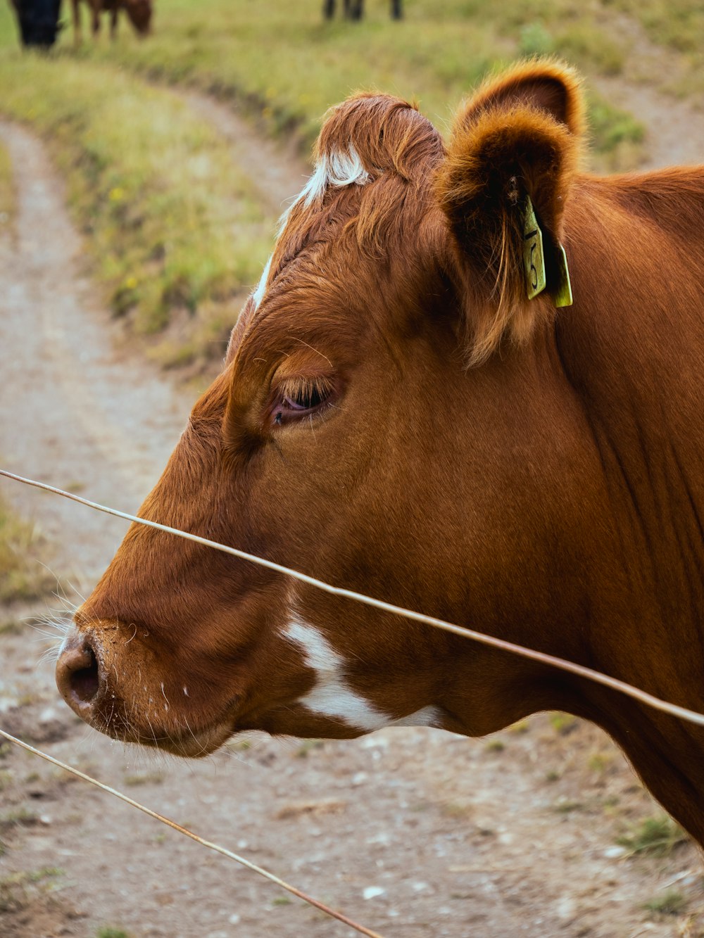 a brown and white cow standing on a dirt road