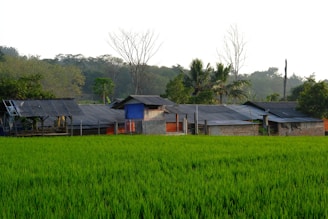 A rural landscape features several small, rustic buildings with tin roofs situated amidst lush, green fields of rice. In the background, there are tall tropical trees, some of which are leafless. The sky is overcast, casting a serene light over the scene.
