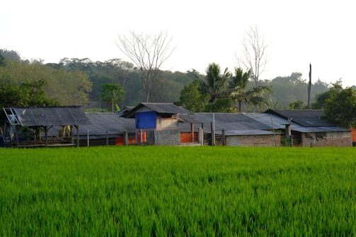 A rural landscape features several small, rustic buildings with tin roofs situated amidst lush, green fields of rice. In the background, there are tall tropical trees, some of which are leafless. The sky is overcast, casting a serene light over the scene.