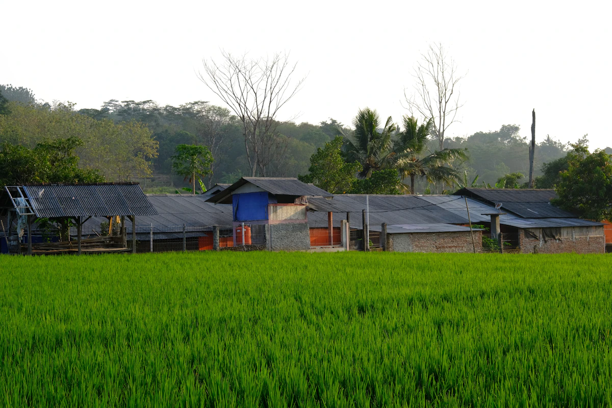 Hamparan sawah hijau dengan rumah dan pepohonan di kejauhan