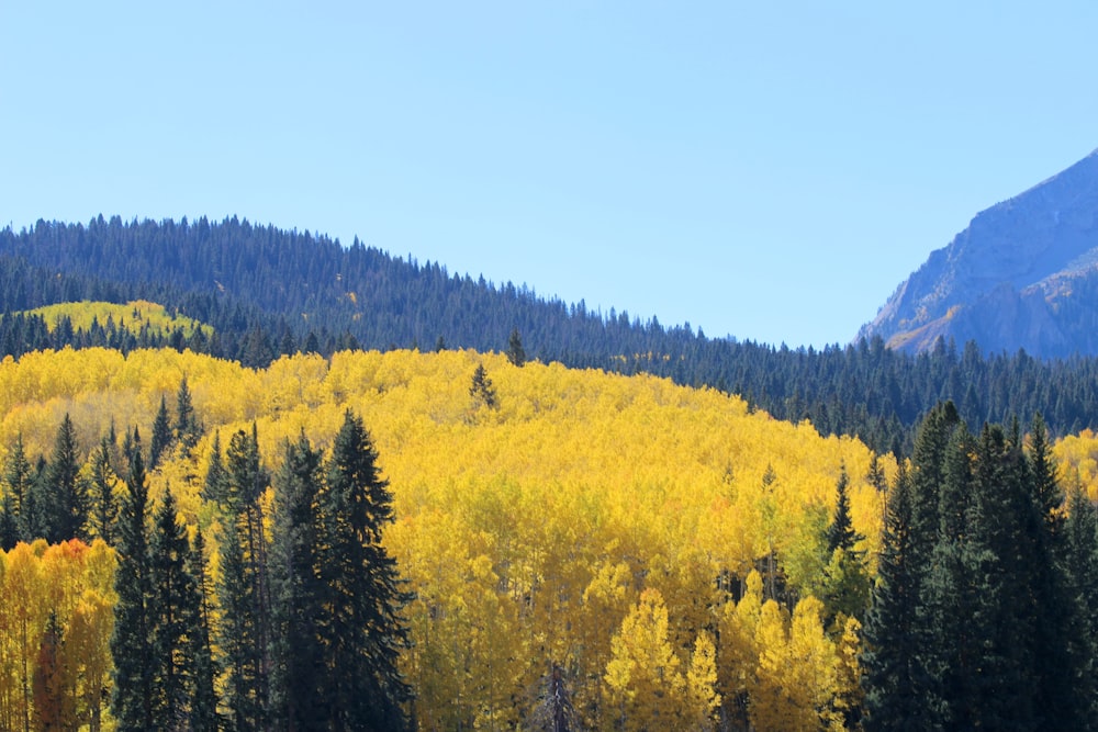 a group of trees that are in the grass