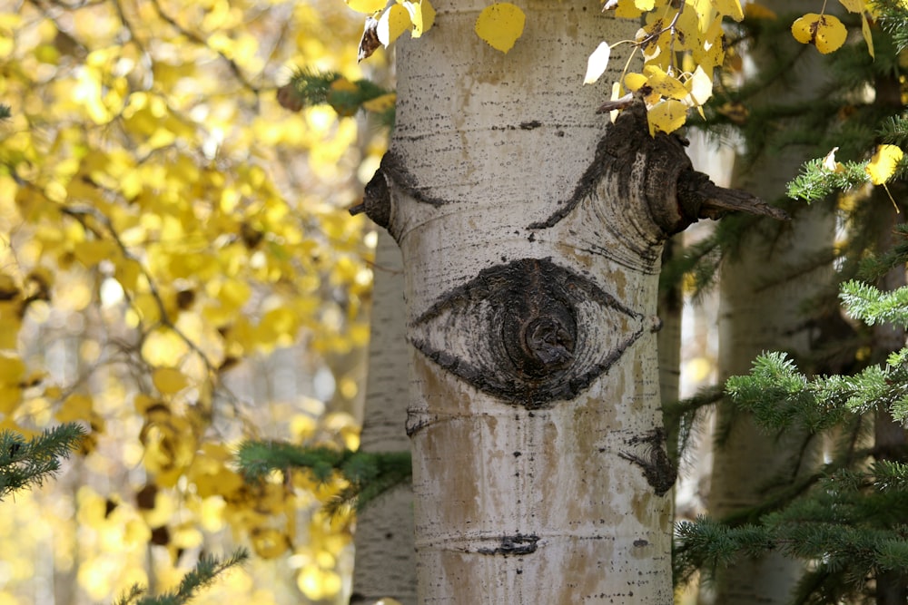 a tree trunk with a face carved into it