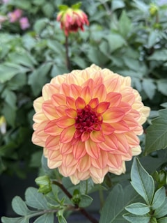 Close-up of vibrant dinnerplate dahlia blooms in a sunny garden setting