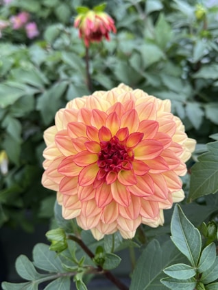 Close-up of vibrant dinnerplate dahlia blooms in a sunny garden setting