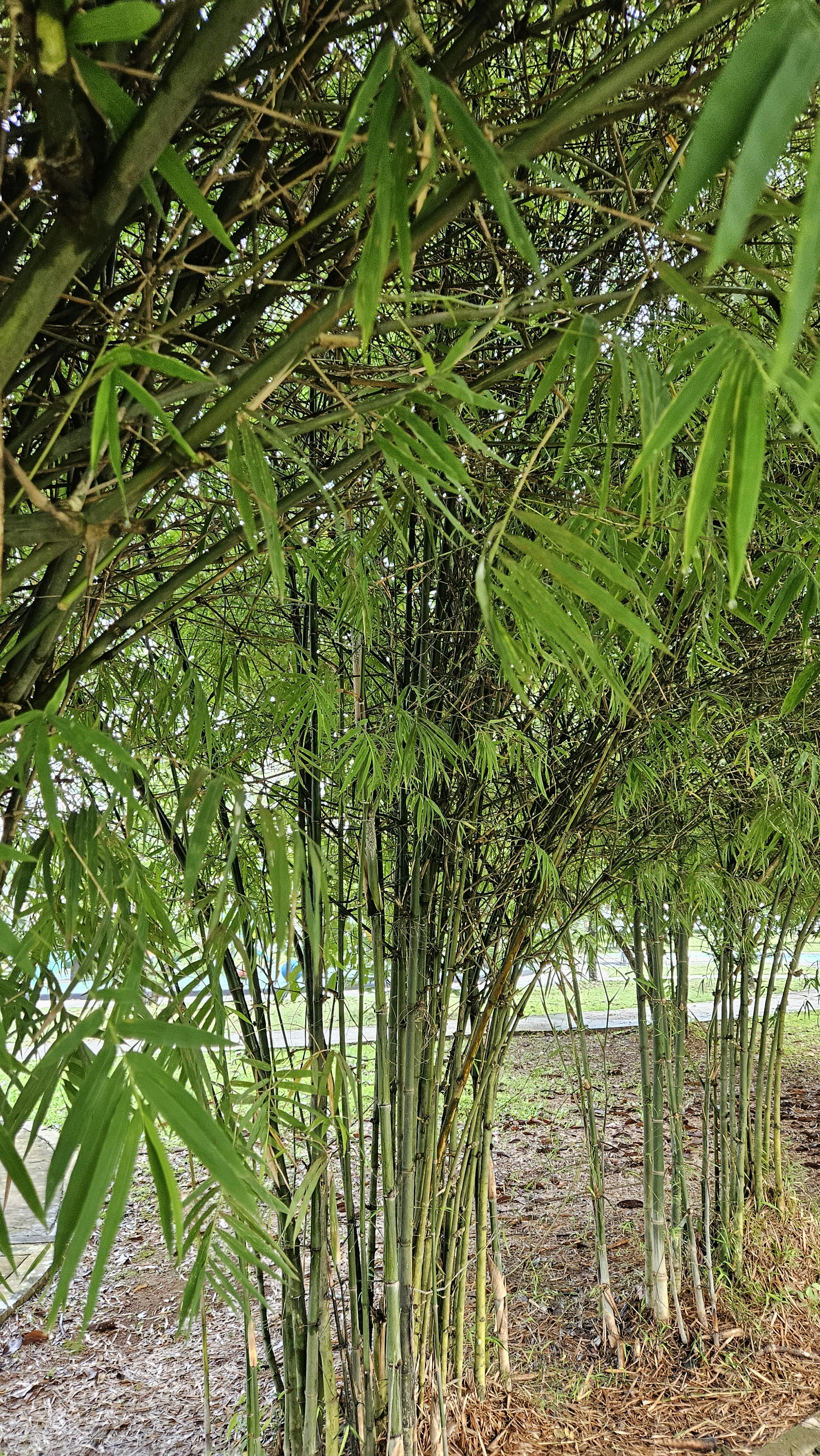 Bamboo-Cotton Blend Duvet Covers: The Ultimate Solution for Moisture Management in Tropical Climates