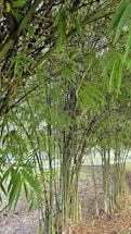 Dense clusters of bamboo stalks with vibrant green leaves create a lush and textured canopy. The bamboo stands upright, with thin leaves cascading down, providing a serene and natural setting. The ground is covered with scattered dry leaves and patches of earth.