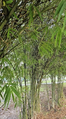 Dense clusters of bamboo stalks with vibrant green leaves create a lush and textured canopy. The bamboo stands upright, with thin leaves cascading down, providing a serene and natural setting. The ground is covered with scattered dry leaves and patches of earth.