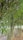 Dense clusters of bamboo stalks with vibrant green leaves create a lush and textured canopy. The bamboo stands upright, with thin leaves cascading down, providing a serene and natural setting. The ground is covered with scattered dry leaves and patches of earth.