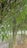 Dense clusters of bamboo stalks with vibrant green leaves create a lush and textured canopy. The bamboo stands upright, with thin leaves cascading down, providing a serene and natural setting. The ground is covered with scattered dry leaves and patches of earth.