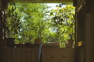 A balcony garden with various plants in pots, framed by a doorway with sunlight filtering through the foliage. Lush greenery surrounds the space, creating a tranquil and inviting atmosphere.