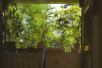 A balcony garden with various plants in pots, framed by a doorway with sunlight filtering through the foliage. Lush greenery surrounds the space, creating a tranquil and inviting atmosphere.