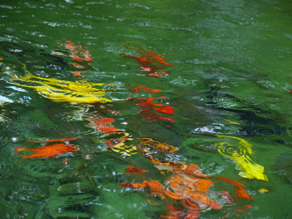 a pond filled with lots of different colored fish