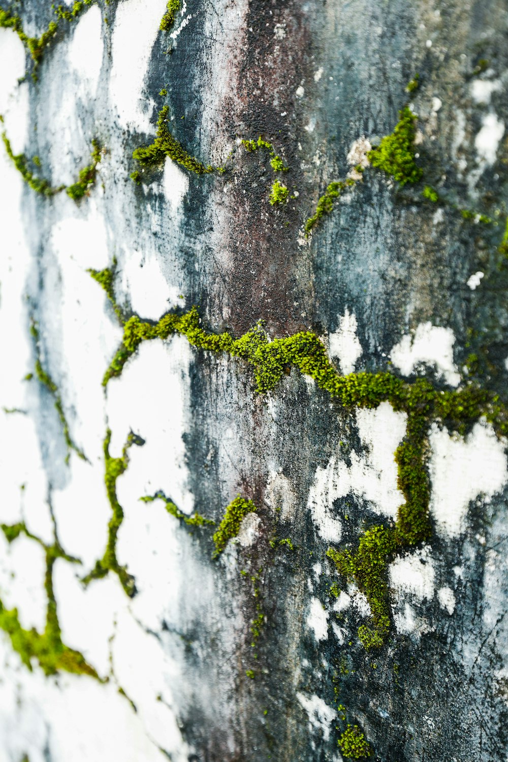 a close up of a wall with moss growing on it