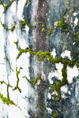 Close-up of a textured surface with patches of green moss growing in irregular patterns on a weathered, white and dark background. The image shows areas of decay, with the moss creating a contrast against the worn and discolored surface.