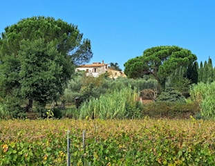 A picturesque rural landscape featuring a vineyard in the foreground and lush green trees, including tall cypress and pine trees, surrounding a rustic house with a red-tiled roof. The sky is clear and blue, adding to the serene setting.