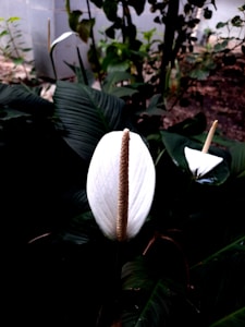 Peace Lily Bloom