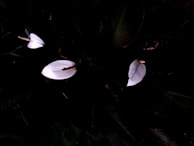 A row of elegant peace lilies with glossy leaves and delicate white blooms on a wooden shelf.