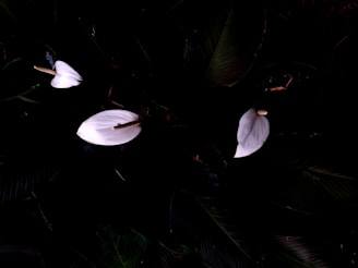 A row of elegant peace lilies with glossy leaves and delicate white blooms on a wooden shelf.