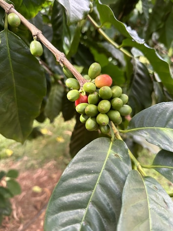 A cluster of unripe green coffee berries with a few red ones on a branch. The leaves are glossy and dark green, showing healthy growth. The natural background consists of more foliage and hints of the ground.