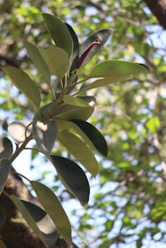 Close-up of hands reviewing legal documents with a tropical plant in the background.