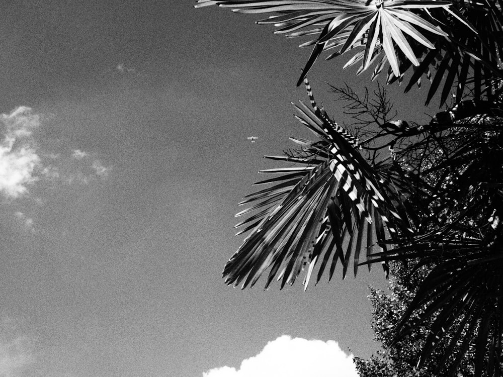 a black and white photo of a palm tree