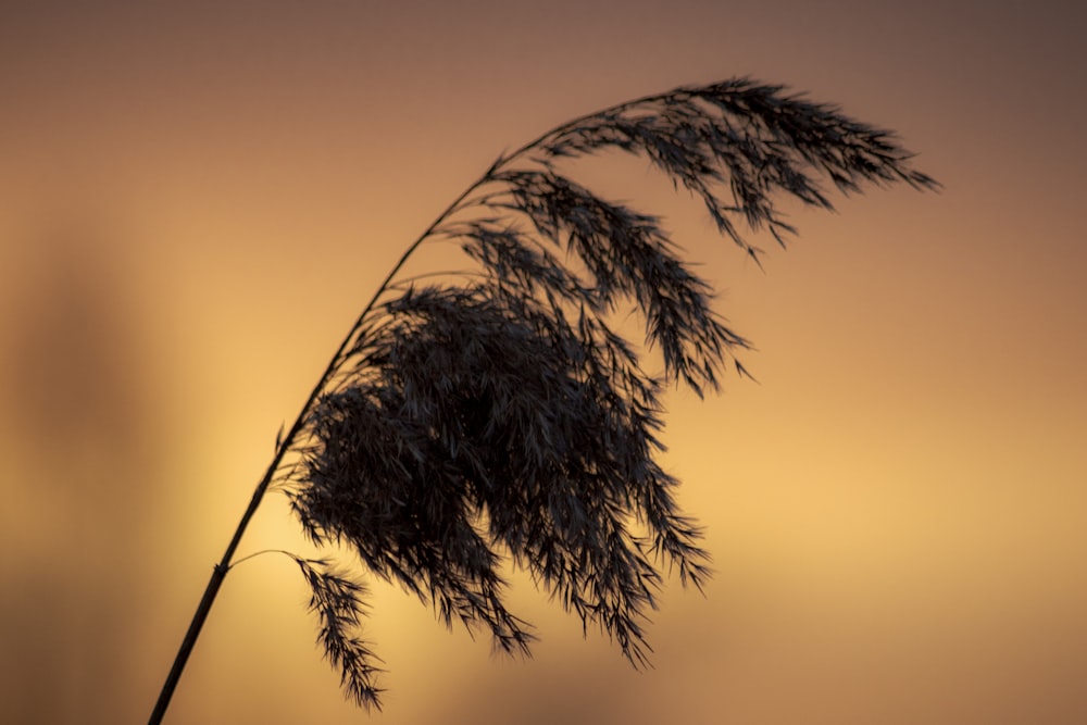 a close up of a plant with the sun in the background