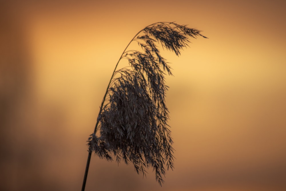 a close up of a plant with a sky in the background