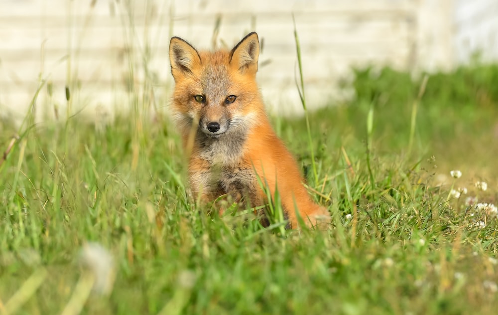 Un renard roux assis dans l’herbe regardant la caméra