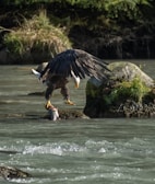 A bald eagle clutching a fish in its talons over a flowing river