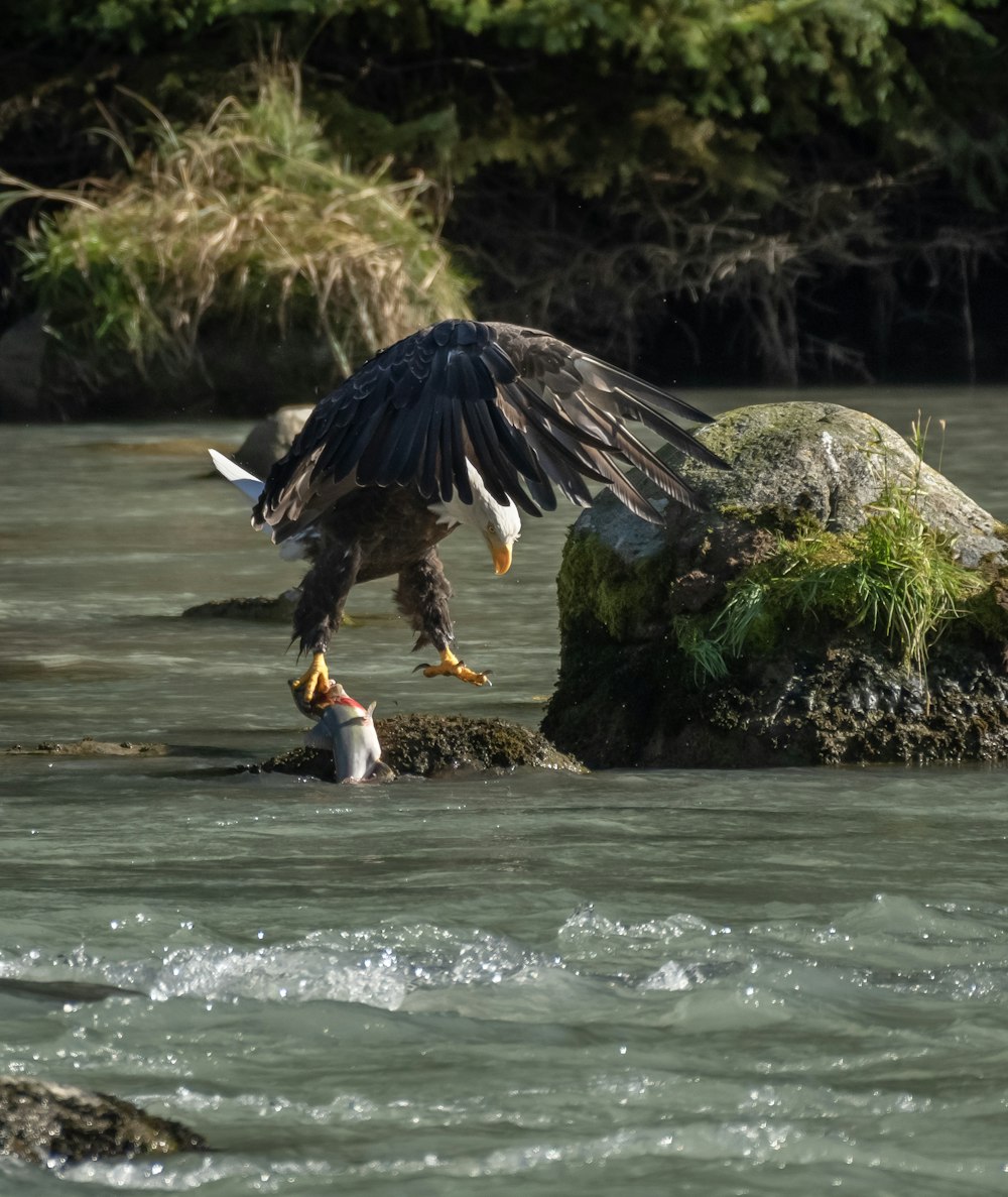 an eagle is landing on a rock in the water