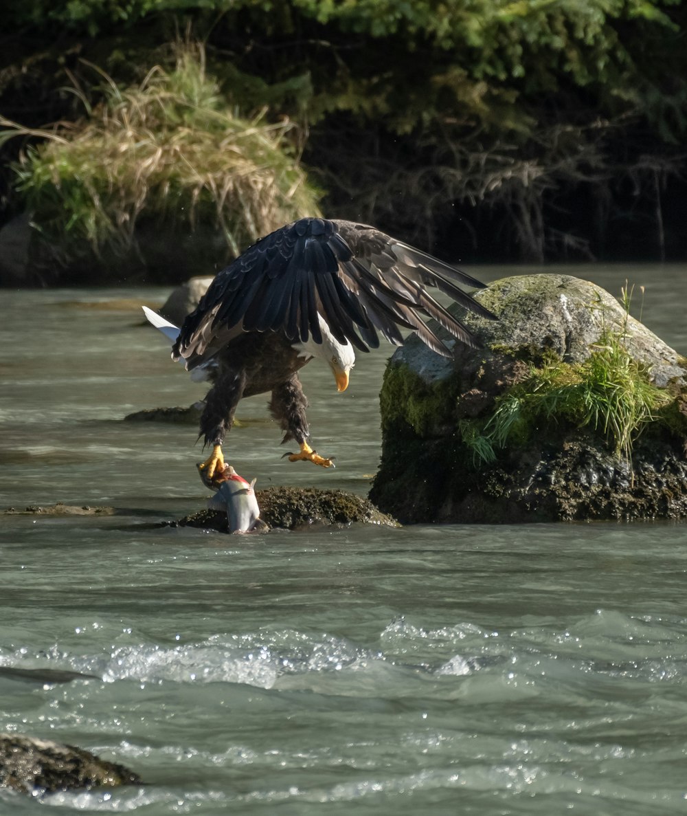 Un aigle atterrit sur un rocher dans l’eau