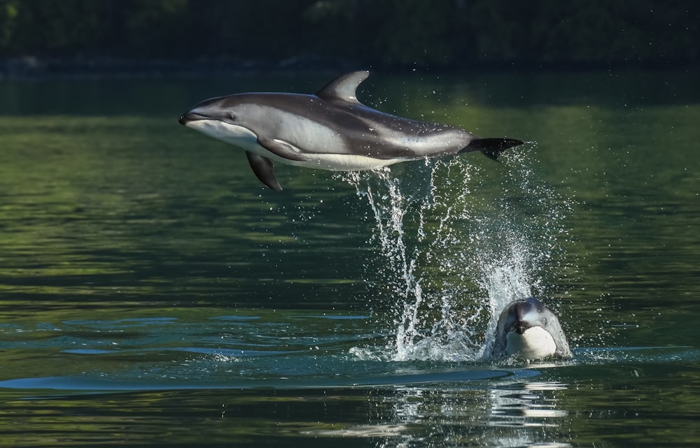 a dolphin jumping out of the water with it's mouth open