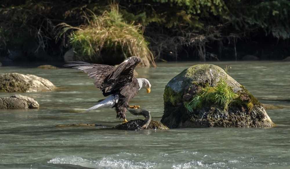 an eagle landing on a rock in a river