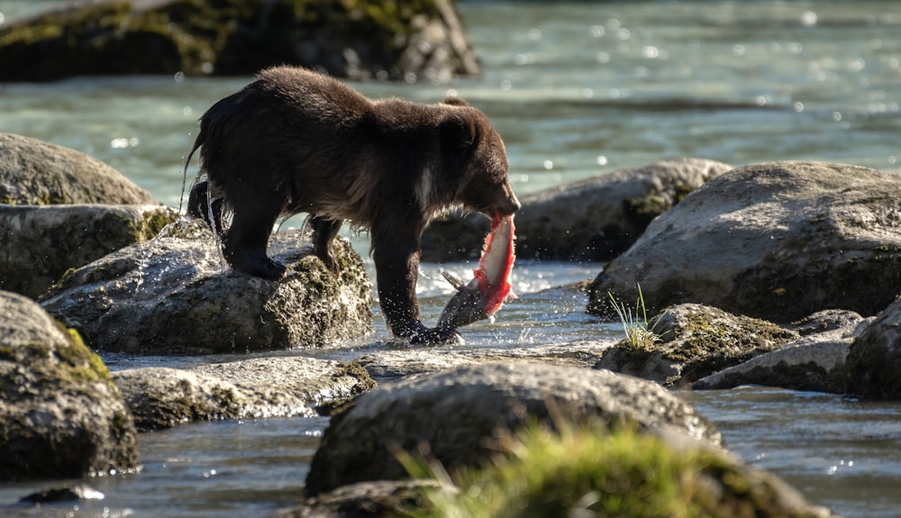 a bear with a fish in it's mouth standing on some rocks