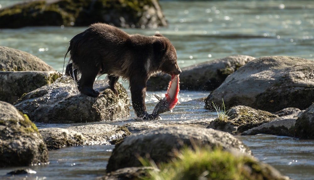 Un ours avec un poisson dans la gueule debout sur des rochers