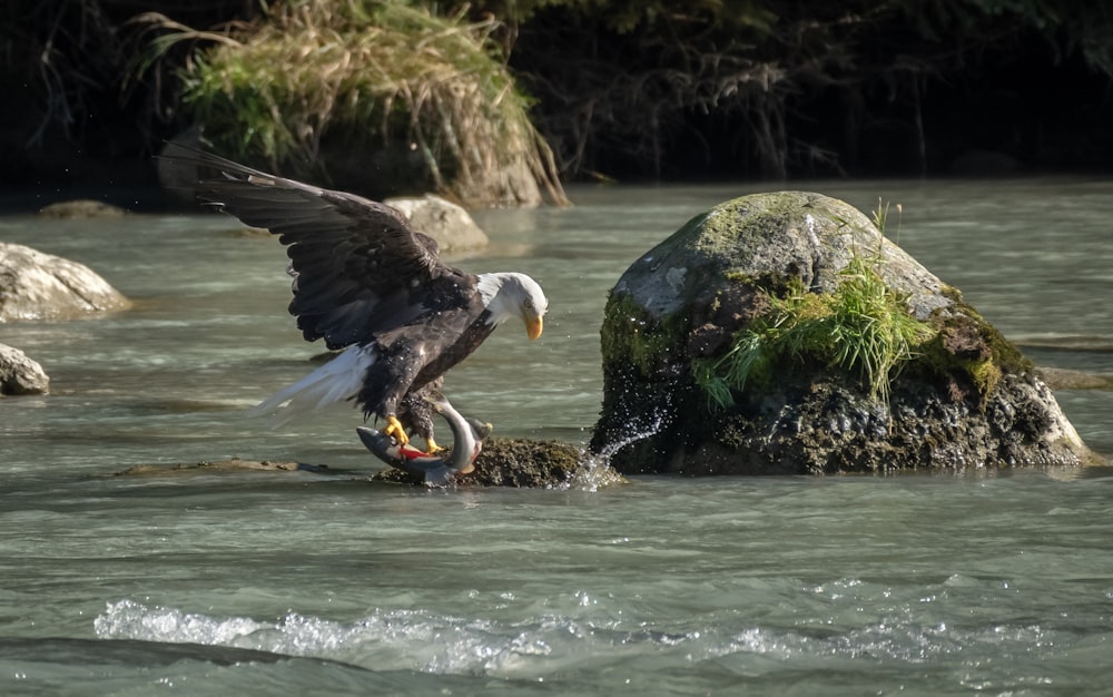 Un grand oiseau avec un poisson dans son serrement