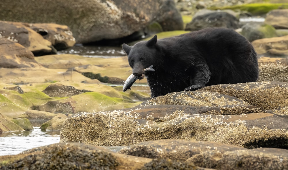 a large black bear walking across a rocky river