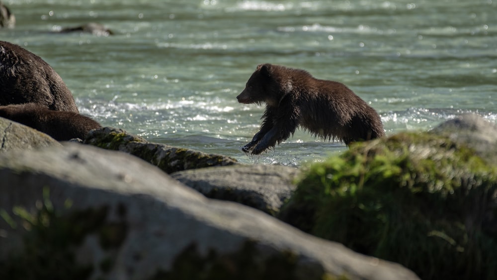 a brown bear standing on top of a rock in the water