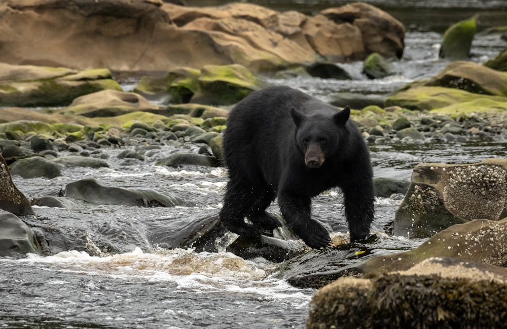 a black bear walking across a river next to rocks