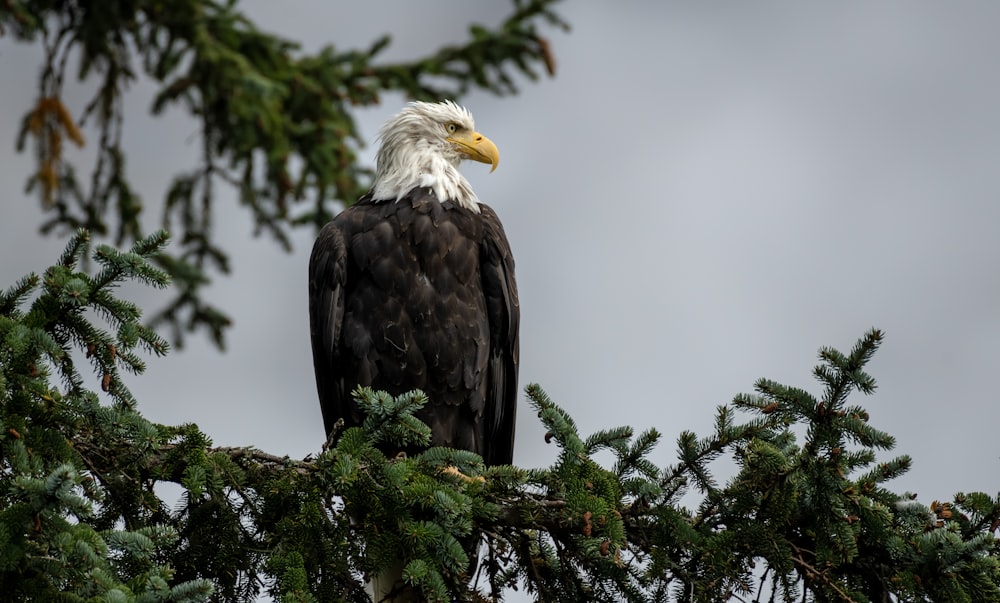 a bald eagle perched on top of a pine tree